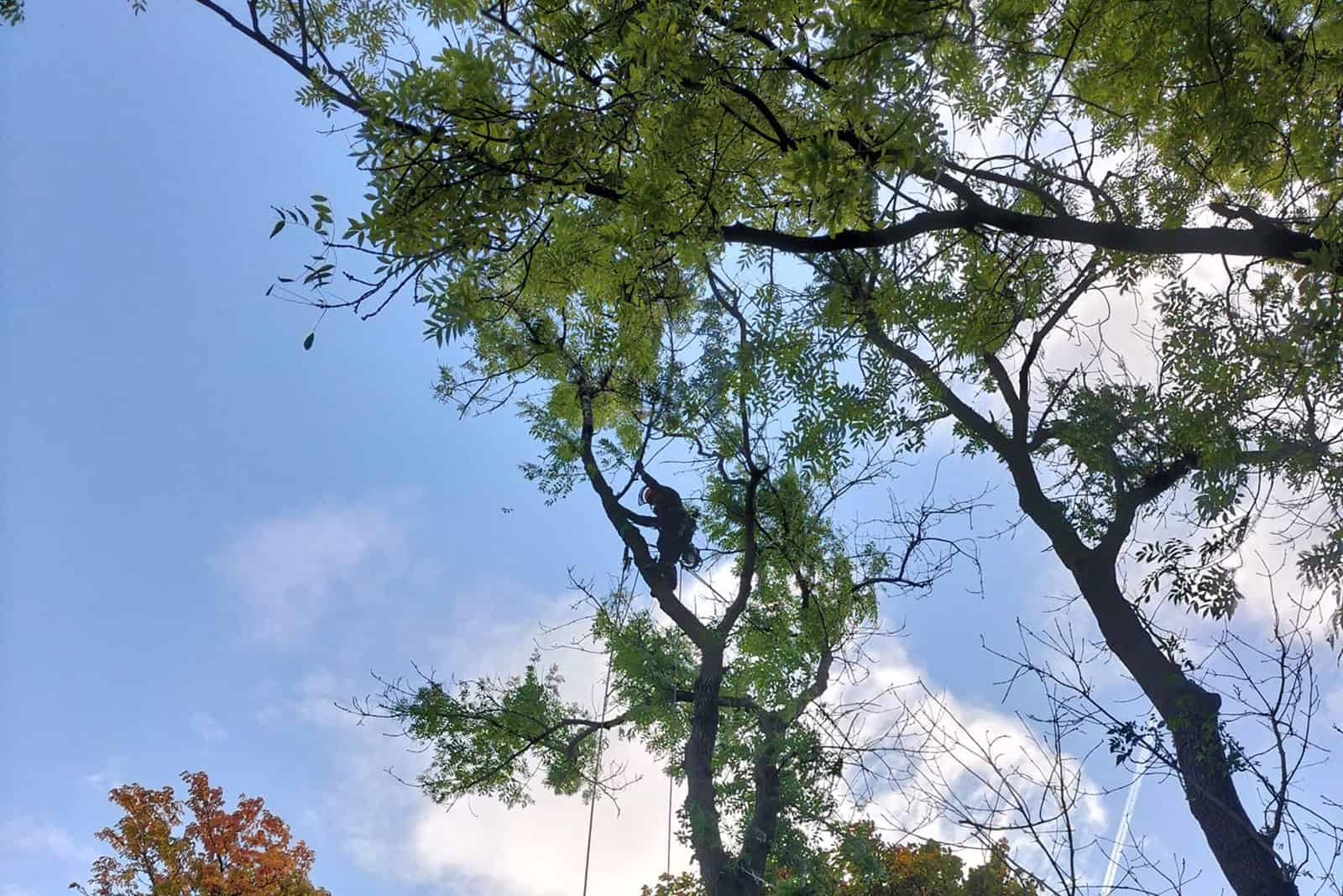 Tree surgeon felling a tree with ash dieback