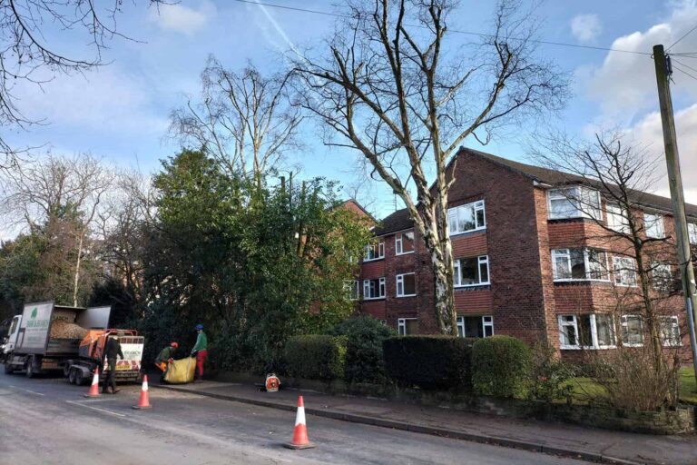 After tree surgery to reduce a birch, holly and cherry tree